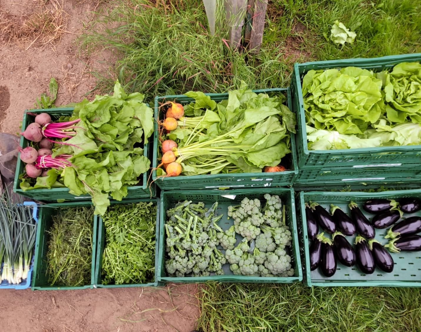 Vers Geoogste Groenten