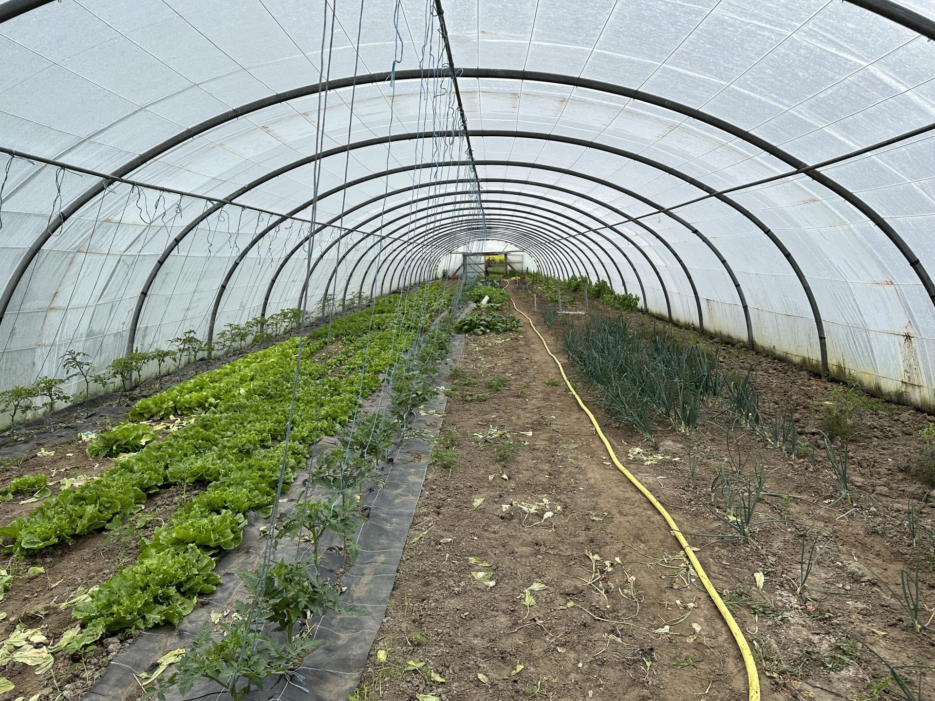 Seizoensgebonden Groenten